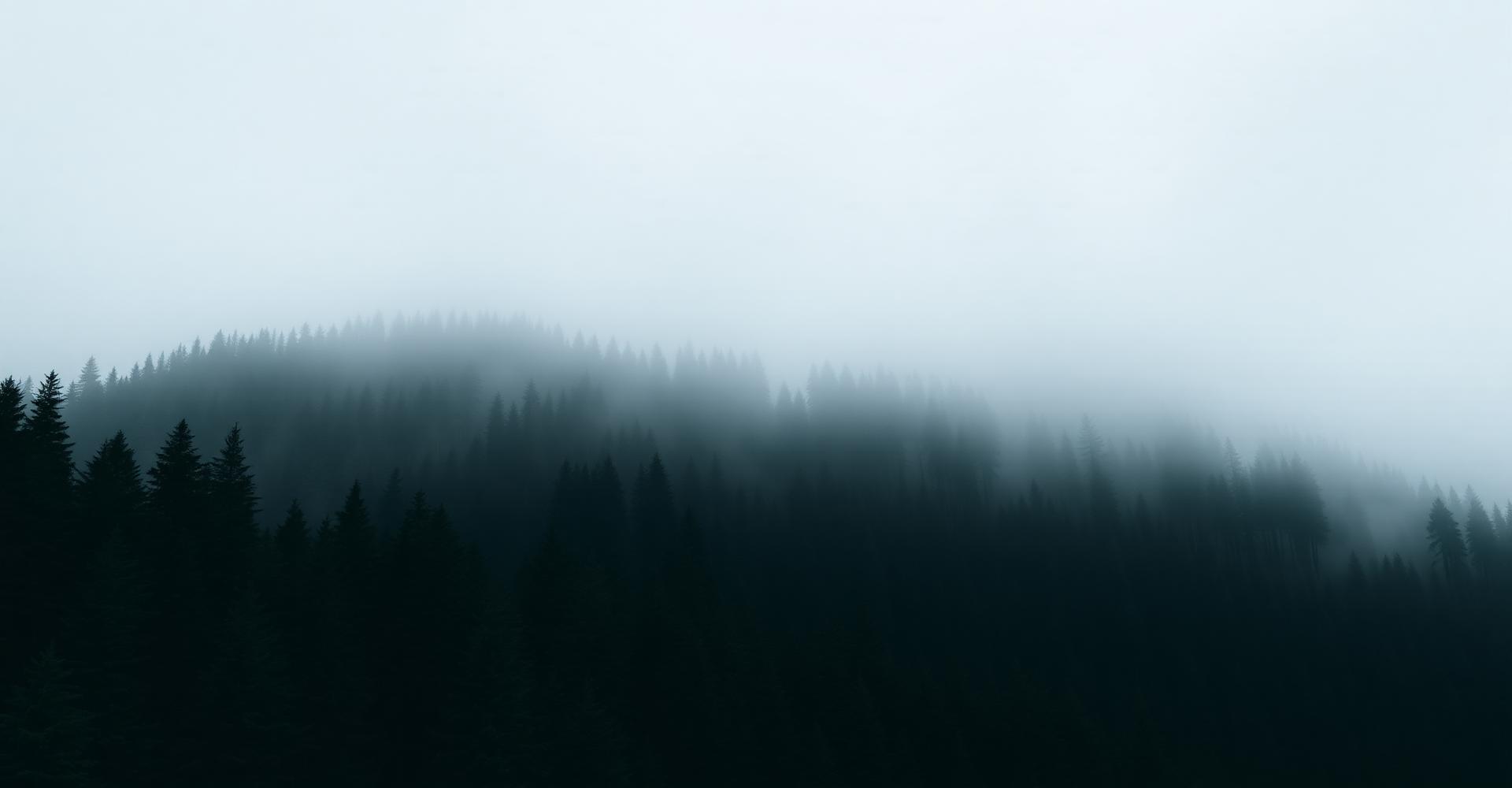 Foggy pine ridge